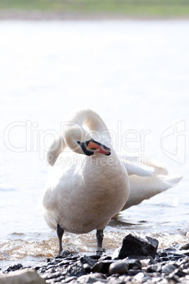 Schwan putzt sich