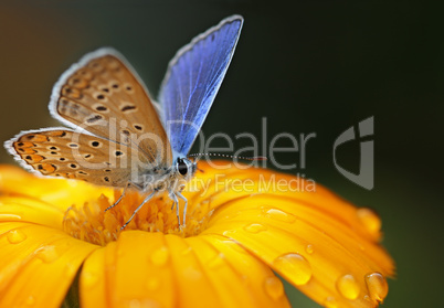 blue butterfly