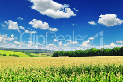 corn field