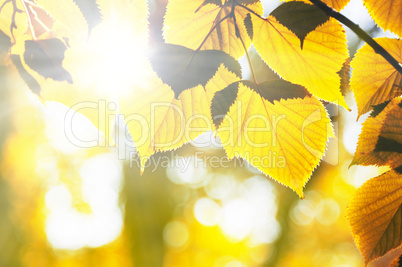 foliage illuminated sun