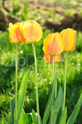 Yellow tulips