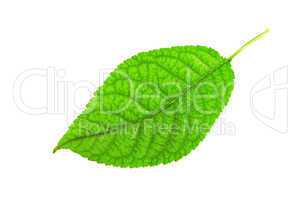 Leaf of a plant