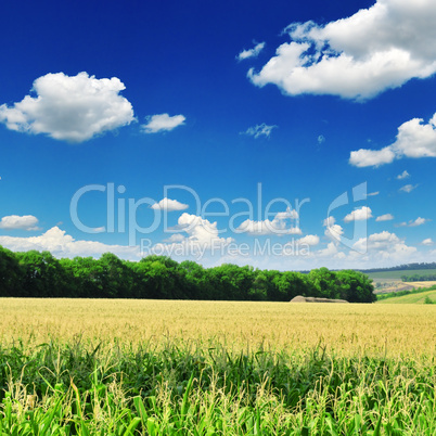 corn field