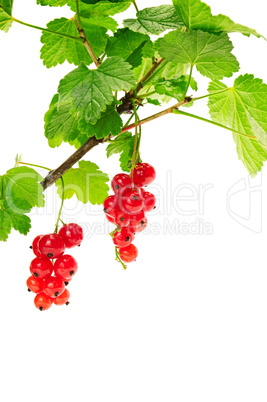 red currant