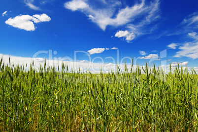 wheat field