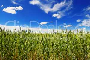 wheat field