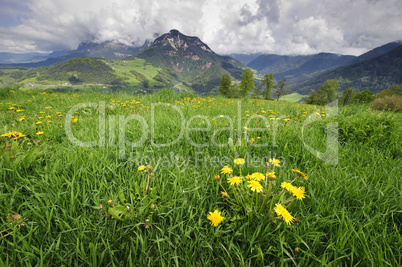 Meadow in the Alps