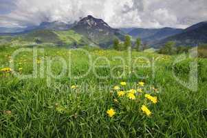 Meadow in the Alps