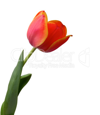 Tulip