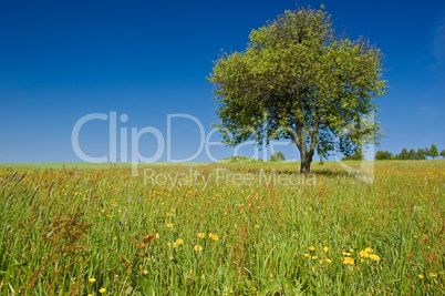 Single Tree in the Meadow