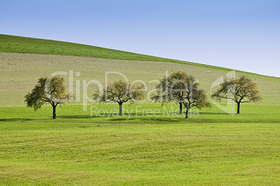 Trees in a Row