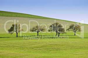 Trees in a Row