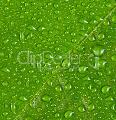 Water drops on green leaf macro