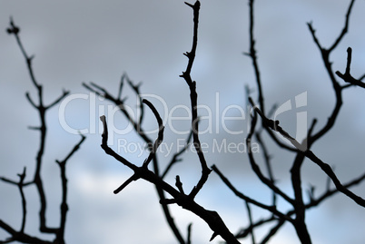 blue branches