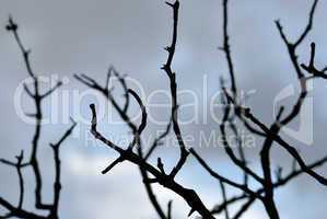 blue branches