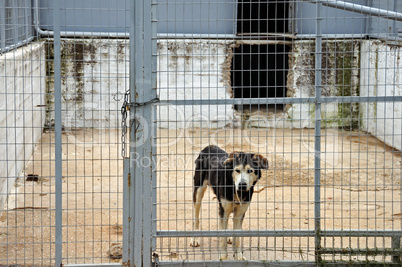 caged dog