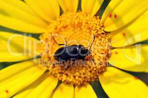 flower bug