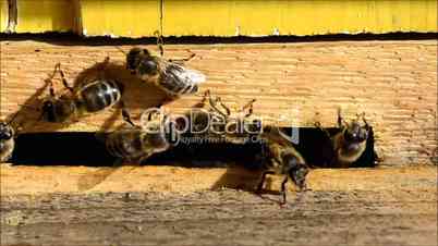 Bienen am Stockeingang
