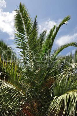 palm tree branches