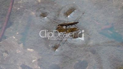 Water strider - Gerridae