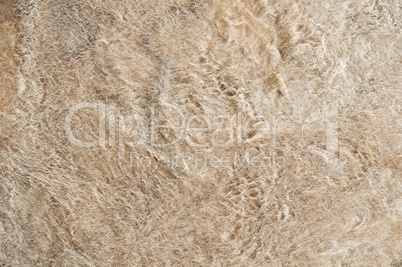 Felltextur Fur texture