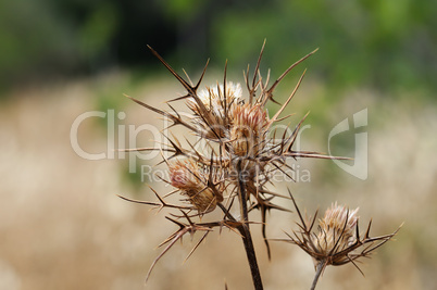 withered thistle