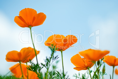 Orange Poppies Field