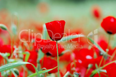 blooming poppy flowers