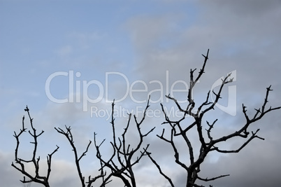 leafless branches