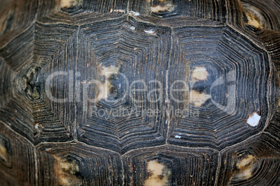 turtle shell texture