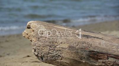 Tree Trunk on a Beach, Tuscany, Italy