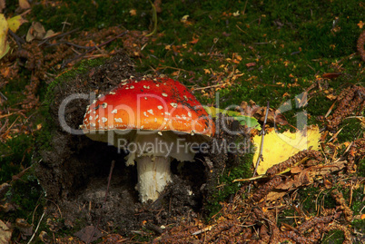 Fliegenpilz - fly agaric 10