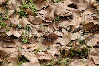 brown leaves