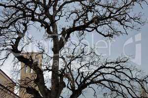 church tree branches