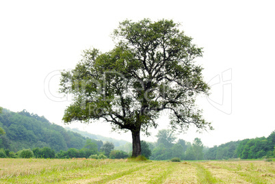 Lonely tree on meadow Lonely tree on meadow