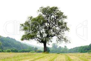 Lonely tree on meadow