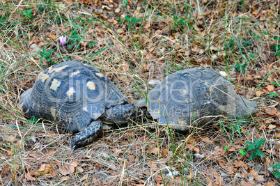 forest turtles