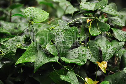 ivy leaf with raindrops
