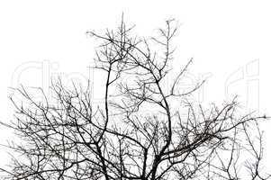 leafless tree branches silhouette