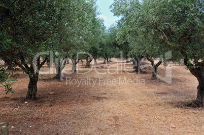olive tree rows
