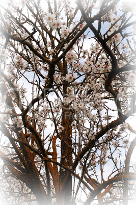 blooming almond tree branches