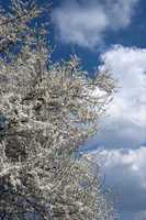 Mirabellenblüte - Prunus domestica