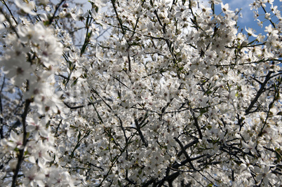 Flowering plums - Mirabellenblüte
