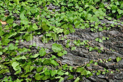 green ivy plant on tree trunk