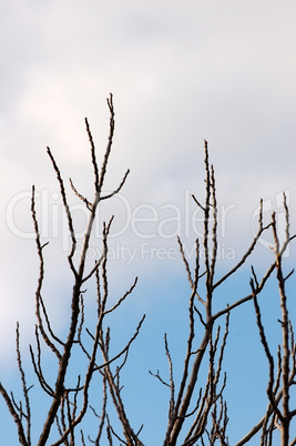 leafless branches silhouette