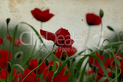 poppy flowers on stained paper