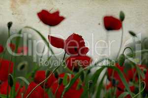 poppy flowers on stained paper