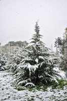fir tree snowfall