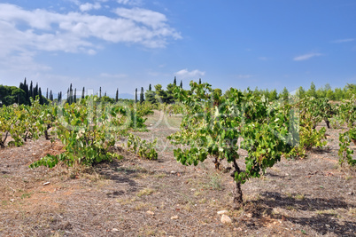 vineyard plantation