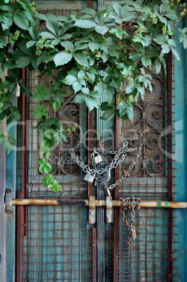 vintage door and overgrown plant